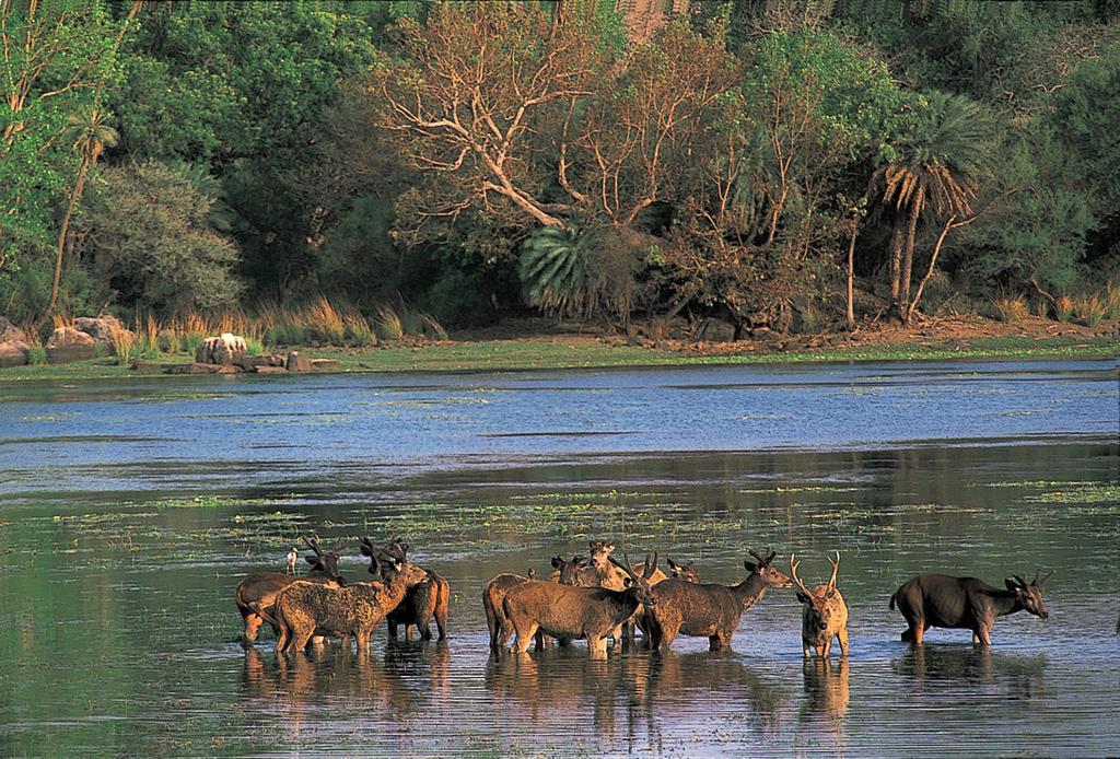 The Oberoi Vanyavilas Wildlife Resort, Ranthambhore Sawai Madhopur Dış mekan fotoğraf