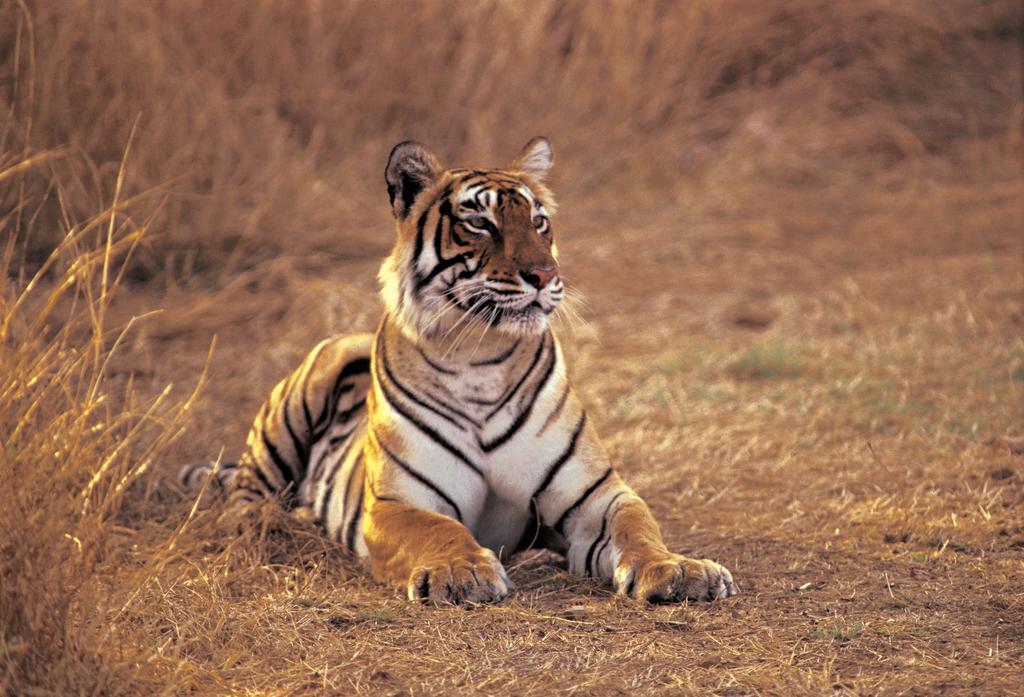 The Oberoi Vanyavilas Wildlife Resort, Ranthambhore Sawai Madhopur Dış mekan fotoğraf