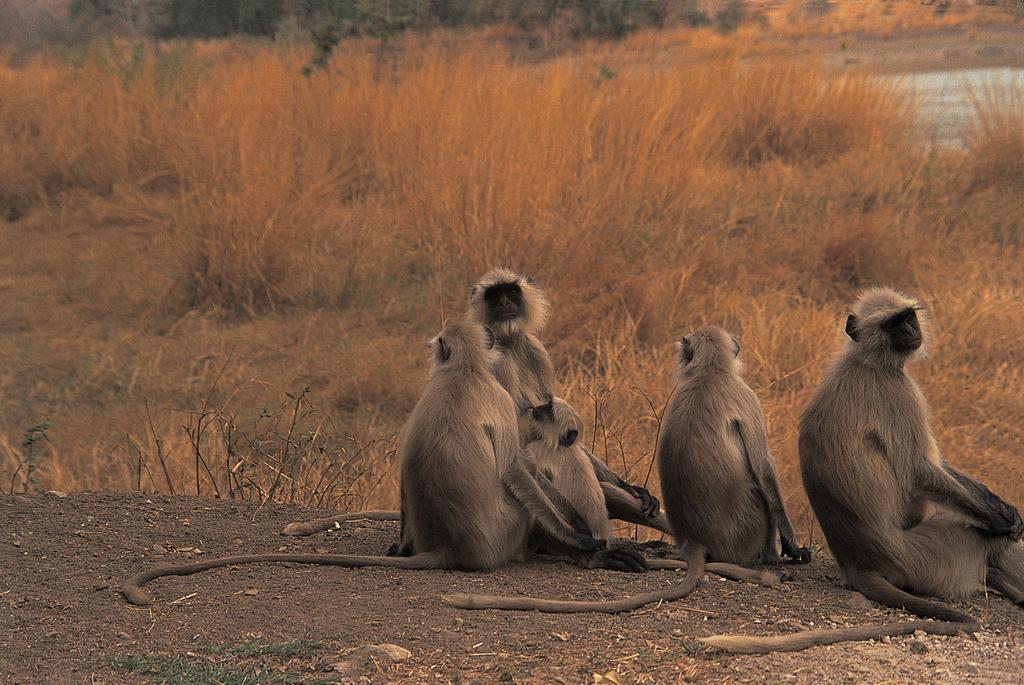 The Oberoi Vanyavilas Wildlife Resort, Ranthambhore Sawai Madhopur Dış mekan fotoğraf