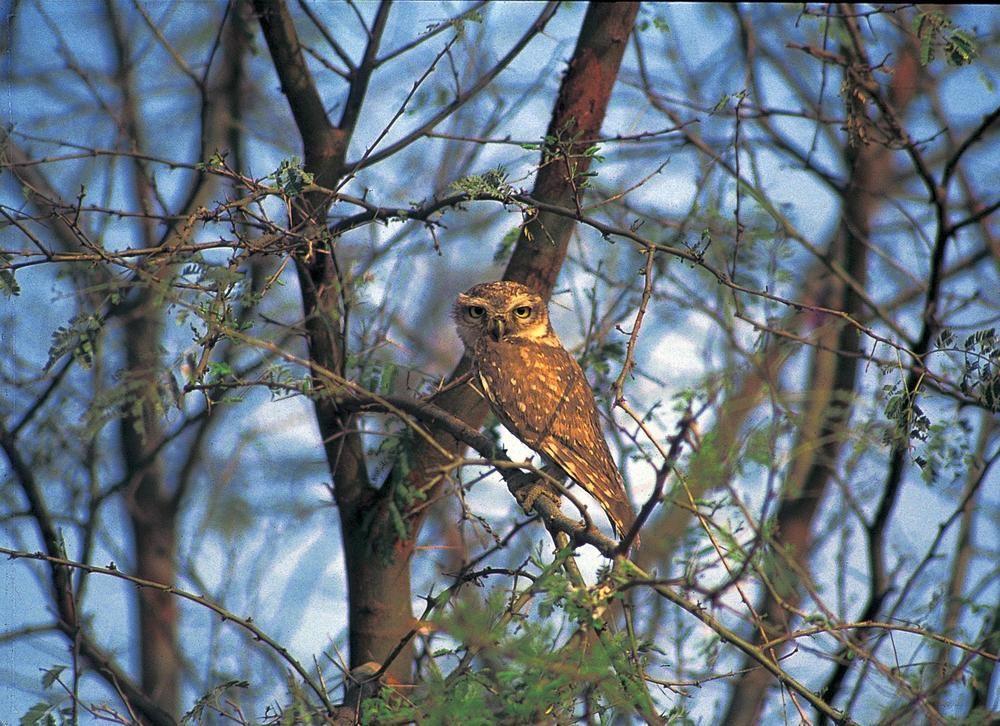 The Oberoi Vanyavilas Wildlife Resort, Ranthambhore Sawai Madhopur Dış mekan fotoğraf